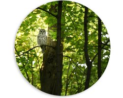 PVC Schuimplaat Muurcirkel - Uil in een Boom in het Bos - 60x60 cm Foto op Muurcirkel (met ophangsysteem)