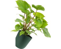 QUVIO Bloempot voor aan de wand - Bloempotten voor binnen - Bloempotten voor buiten - Bloempotten - Bloempot buiten - Bloempot binnen - Bloempotten kunststof - Plantenbak - Balkonbak - Moestuinbak - Diameter 15 cm - Donkergroen