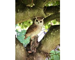 Ransuil op stam 34 cm hoog - polyester - polyresin - polystone - hoogkwalitatieve kunststof - decoratiefiguur - interieur - accessoire - voor binnen - cadeau - geschenk - tuinfiguur - tuinbeeldje - tuindecoratie