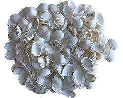 Rayher hobby schelpen - 250 gram - decoratie schelpjes - parelmoer/wit - afmeting 2 cm