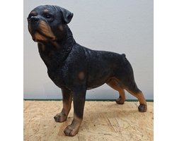 Realistisch Rottweiler Hondenbeeld - 40 cm Lang - Handgeschilderd Polystone - Binnen & Buiten