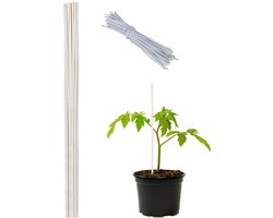 Relaxdays plantenstok bamboe - bamboestok - 50 stuks - 90 cm - tomaten plantensteun - wit