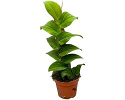 Rhapidpaphora Korthalsii Kamerplant Potmaat Ø14 cm |Vers Van De Kweker