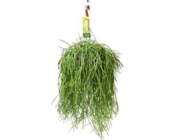 Rhipsalis Baccifera Shaferi - Ø21 60