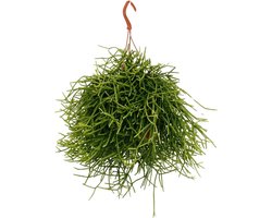 Rhipsalis Heteroclada - Unieke Exotische Kamerplant-25cm -Ø17 Groene Kamerplant -Sierplantenshop