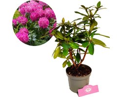 Rhododendron ‘Germania’ Roze bloemen – Hoogte 40/50cm – 1,5 liter pot