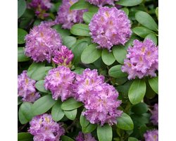 Rhododendron 'Roseum Elegans' - 40-50 cm in pot: Roze tot lila bloemen, zeer winterhard.