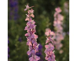 Ridderspoor (Delphinium) - Astolat - Vaste planten - Bijen-Vlinders - Snijbloemen - Zomerbollen - Voorjaarsbollen