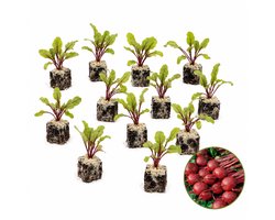 Rode Biet Plantjes – 12 Groenteplanten – Zelf Groente Kweken – Moestuin & Balkon – Beta vulgaris
