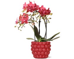 rode Phalaenopsis orchidee – Congo + Berry sierpot