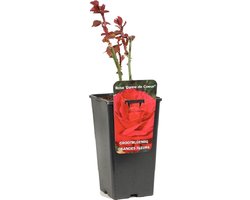 Rosa 'Dame de Coeur' - Grootbloemige roos, Pot 3.5L, 40 cm: Grote, dieprode bloemen met een fluweelachtige textuur.
