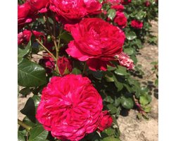 Rosa 'Leonardo Da Vinci' - STRUIKROOS, FLORIBUNDA 'LEONARDO DA VINCI', roos in pot