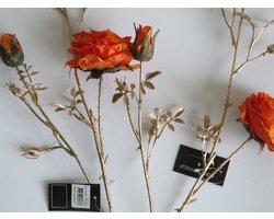 Rosa S oranje