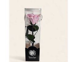 Rose amor- Longlife echte rozee roos 20cm - doorzichtige cadeau koker - Valentijns cadeau - liefde cadeau - minimaal 1 jaar houdbaar