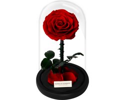 Roses of Eternity - Echte Roos in Glazenstolp - 3 Jaar Houdbaar - Cadeau voor vrouw, vriendin, haar - Valentijn - Kerst - Huwelijk - Romantisch Liefdes Moederdag cadeautje - rood