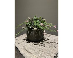 Roze chamelaucium nepplant met stenen pot- wonen- kunstplant-sfeervol- voorjaar