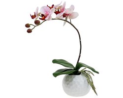 Roze orchidee in keramische pot 31cm