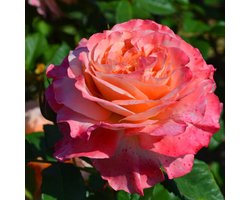 Rozen Roze - Buitenplant - Geurend - Tuinplant - 1 stuk - Tuin Plant voor Buiten - Winterhard