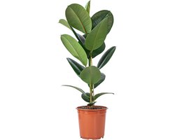 Rubberboom plant - Kamerplant - Woonkamer decoratie - Robuuste groei - 70 cm - Groen