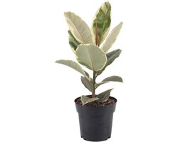 Rubberen binnenplant voor thuis of kantoor - Ficus Tineke (30-40 cm met pot)
