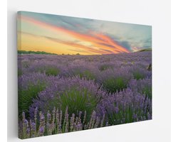 Saammp Canvas Schilderij - Lavendel planten - Bloemen - Landschap - Natuur - 50x40 - Foto op canvas - Wanddecoratie - Muurdecoratie Woonkamer - Slaapkamer decoratie - Canvas Print