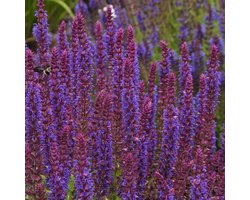 Salvia nem. 'Ostfriesland' | 1 stuk | Bijen- en vlinderplant | Bijentuin | Geurende plant | tuinplant geurend | 11x11 cm Kwekerspot | Geurend | Blauw