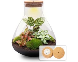 Sam XL Red - Planten Terrarium met licht - DIY kit - Ecosysteem plant - Ø 30 cm ↑ 32 cm