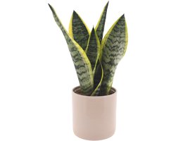 Sansevieria | 35cm | met gebroken witte keramieken pot