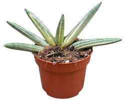 Sansevieria boncel variegata - Kamerplant - Potmaat Ø10,5 cm