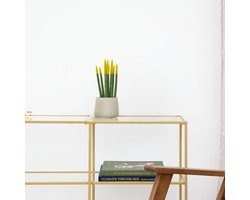 Sansevieria Cylindrica Velvet Touchz geel - 25cm