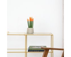 Sansevieria Cylindrica Velvet Touchz oranje - 25cm
