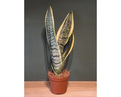 Sansevieria futura superba 8,5cm kweekpot 25-30cm
