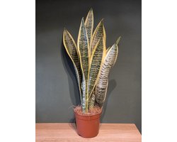 Sansevieria laurentii 10,5cm kweekpot 40-50cm totale hoogte