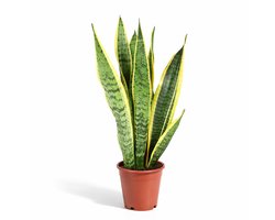 Sansevieria Laurentii - 40 - 60cm Hoog - Makkelijke Kamerplant - Vrouwentong - Pot 12cm