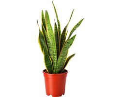 Sansevieria Laurentii - 60 - 80cm Hoog - Makkelijke Kamerplant - Vrouwentong - Pot 17cm
