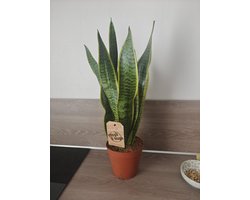 sansevieria laurentii potmaat- kamerplant-potmaat 14cm hoogte 50 cm