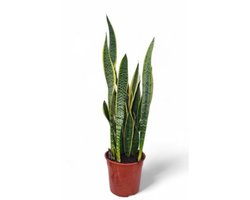 Sansevieria Laurentii - Vrouwentong - Luchtzuiverende Kamerplant - Onderhoudsvriendelijk - Sterke kamerplant voor woonkamer of kantoor