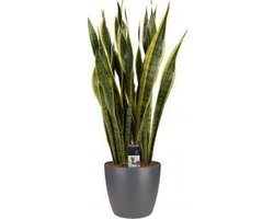 Sansevieria Laurentii (Vrouwentong) met ELHO brussels antraciet - Pot 24 cm