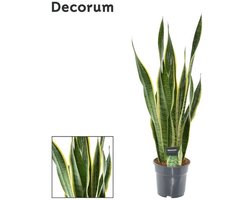 Sansevieria Laurentii XL (Decorum) - Ø17cm - 70cm
