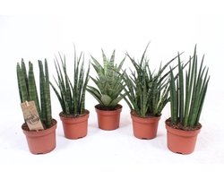 Sansevieria mix in 8 cm pot – diverse mini-varianten, ± 25 cm hoge terrariumplanten