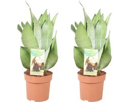 Sansevieria Moonshine - Set van 2 -45cm -Ø14 Groene Kamerplant