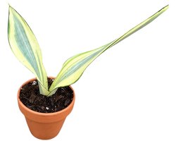 Sansevieria Moonshine Splash - Kamerplant - Potmaat Ø8 cm