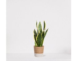 Sansevieria Superba in siermand Amber wit – Vrouwentong – eenvoudig te verzorgen slangenplant - 30-40cm - Ø12 – geleverd met plantenpot – vers uit de kwekerij