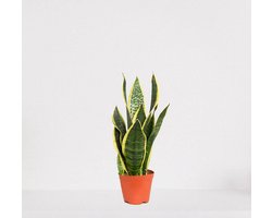 Sansevieria Superba – Vrouwentong – eenvoudig te verzorgen slangenplant - 30-40cm - Ø12 – in kwekerspot – vers uit de kwekerij