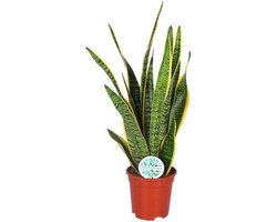 Sansevieria Trifasciata Laurentii - Vrouwentong Plant - Binnenhuis Decoratie - Gele Randen - 60 cm - Multicolor