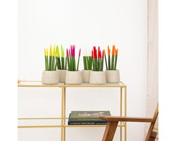 Sansevieria VELVET TOUCHZ - Geel - Groen - Roze - Wit - Rood - Oranje