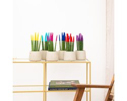Sansevieria VELVET TOUCHZ - Geel - Licht Blauw - Roze - Blauw - Rood - Paars