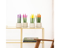 Sansevieria VELVET TOUCHZ - Paars - roze - geel - oranje