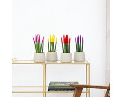 Sansevieria VELVET TOUCHZ - Roze - Geel - Rood - Paars