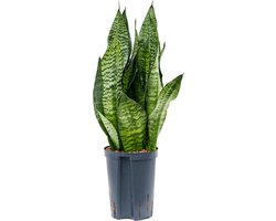 Sansevieria zeylanica compacta hydrocultuur plant